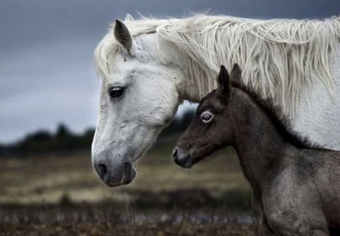 Znamy zwycięzców międzynarodowego konkursu National Geographic