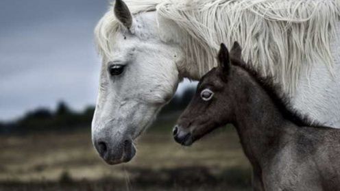 Znamy zwycięzców międzynarodowego konkursu National Geographic 1