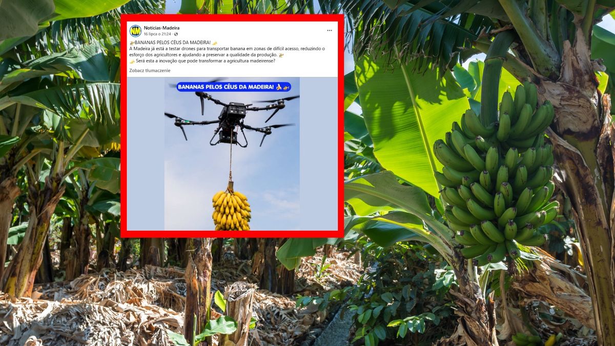 Na Maderze testują system transportu bananów dronami