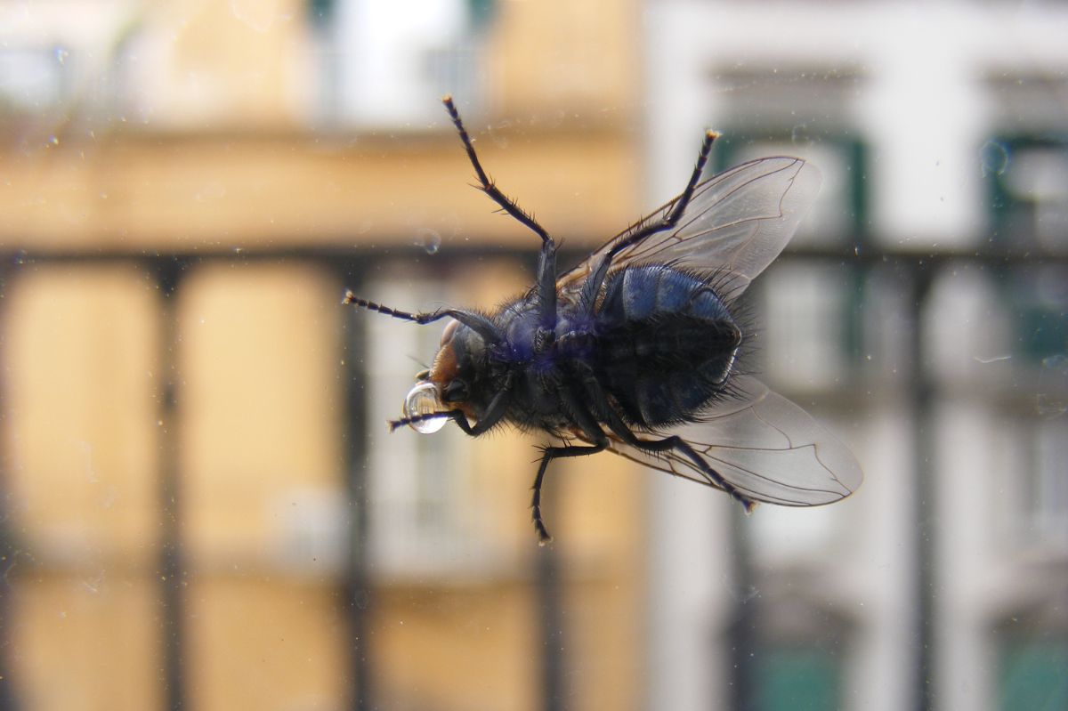 Spryskaj firanki i parapety. Muchy nawet się nie zbliżą