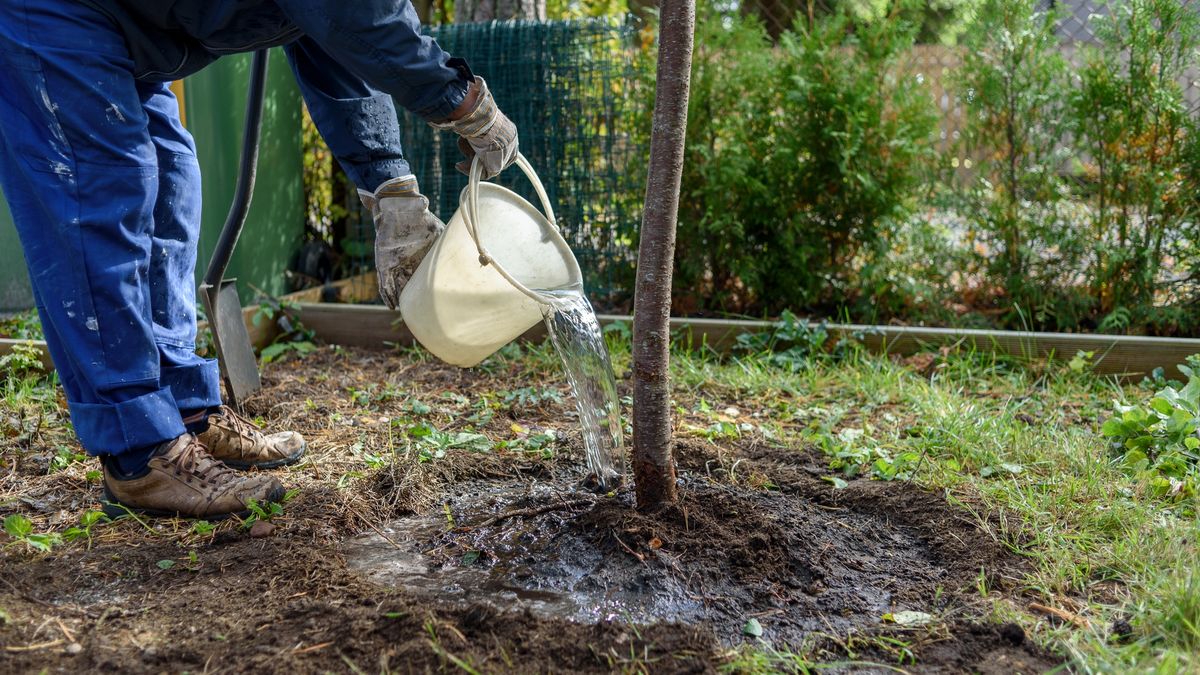 Kiedy sadzić drzewka owocowe?