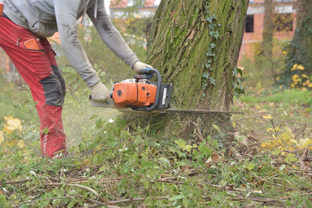 Wycinka drzew na własnej działce. Projekt tkwi w Sejmie. I budzi opory