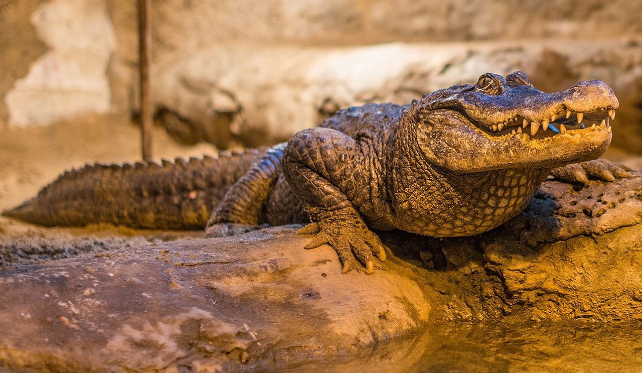 Marta świętuje urodziny. Jest najstarsza ze wszystkich mieszkańców zoo w Europie