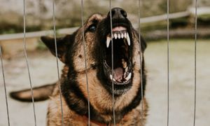 Tragedia w Portland. Niemowlę zginęło po ataku psa