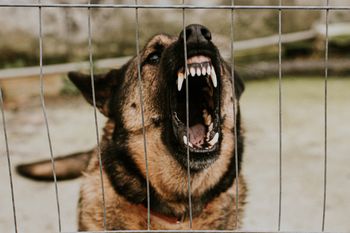 Tragedia w Portland. Niemowlę zginęło po ataku psa