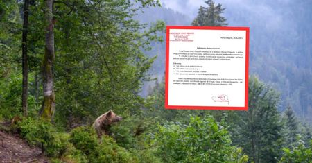 Zauważyli go w pobliżu drogi. Gmina natychmiast reaguje. "Szczególna ostrożność"
