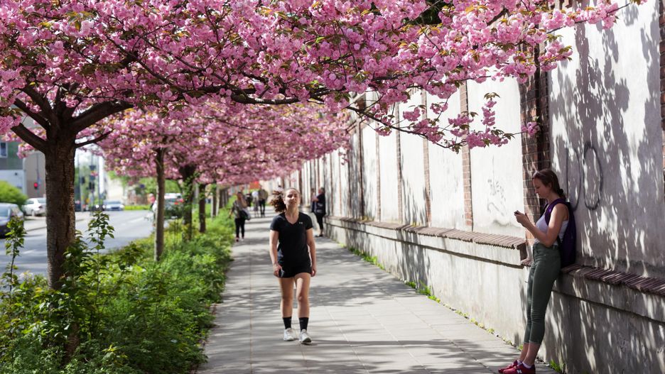 Szymon Pulcyn
cmentarny, cmentarz, drzewo, flora, kwiaty, kwitn�, mur, pogoda, wiosenna, wiosna