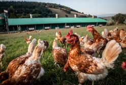 Kurki dziobią marihuanę. Tak hoduje się ekologiczne udka w Tajlandii