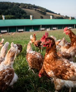 Kurki dziobią marihuanę. Tak hoduje się ekologiczne udka w Tajlandii