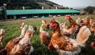 Kurki dziobią marihuanę. Tak hoduje się ekologiczne udka w Tajlandii