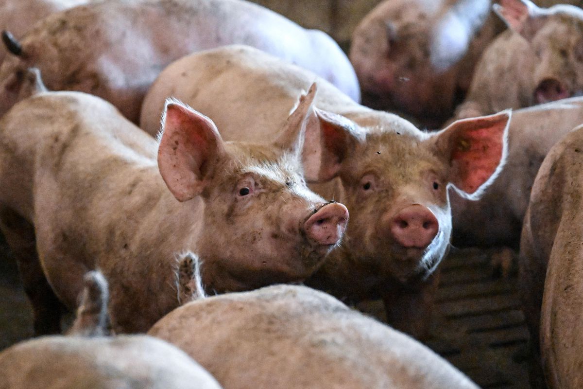 Mięso świń żyjących w przepełnionych chlewach oraz traktowanych brutalnie trafiło do Polski - poinformowała walcząca o prawa zwierząt Fundacja Alberta Schweitzera