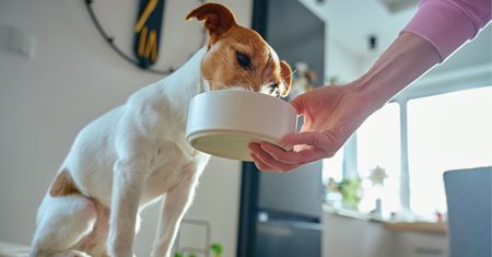 Spacer z psem przed czy po jedzeniu? Ta kolejność jest bezpieczniejsza