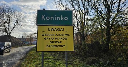 Ptasia grypa znowu wraca? Pojawiły się ostrzeżenia