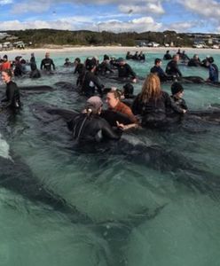 51 wielorybów na australijskiej plaży. Wolontariusze przegrali walkę o ich życie