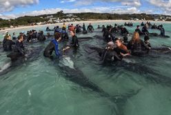 51 wielorybów na australijskiej plaży. Wolontariusze przegrali walkę o ich życie