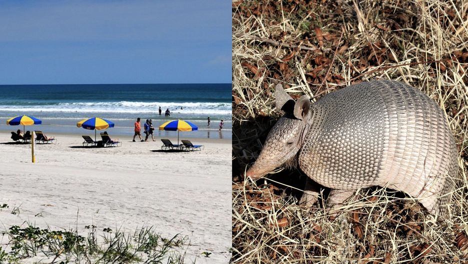 W bajecznym raju plażowiczów, surferów i artystów mnożą się przypadki zachorowań na trąd. Naukowcy sądzą, że winne są pancerniki