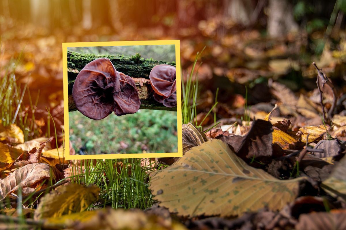 Grzybiarka znalazła je w lesie. "Uszy Judasza" wyrosły w Beskidach