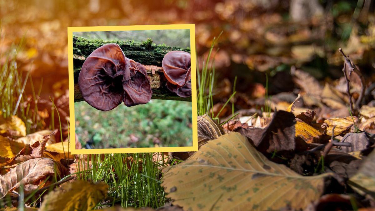 Grzybiarka znalazła "uszy Judasza" w Beskidzie Małym