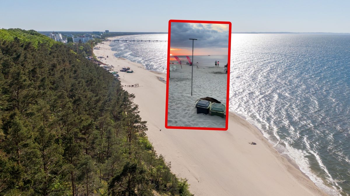 Dziki na plaży w Międzyzdrojach.