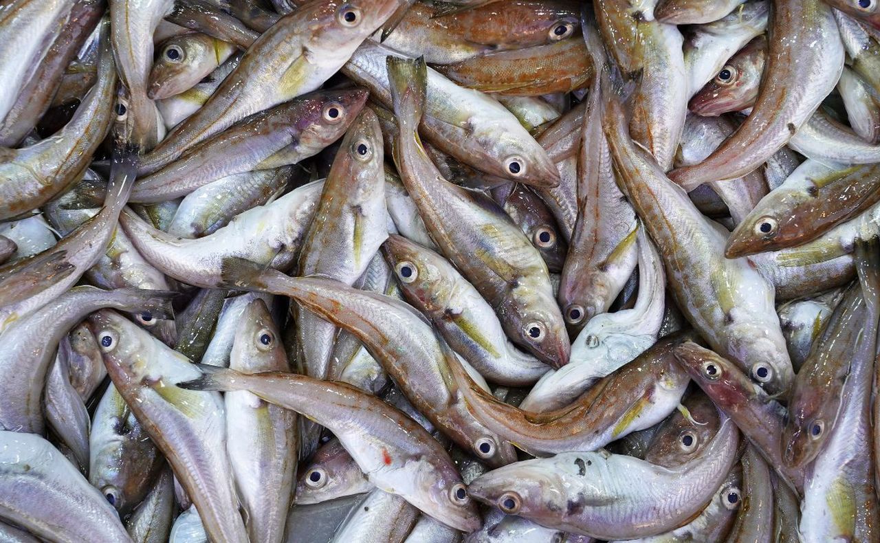 Dlaczego warto jeść łupacza?