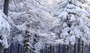 Sceneria w lasach jest bajkowa, ale leśnicy ostrzegają przed niebezpieczeństwem