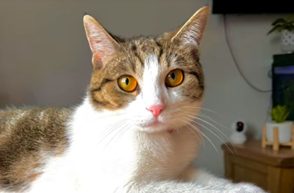 Monkey the cat: Viral TikTok sensation wins hearts and scratch cards