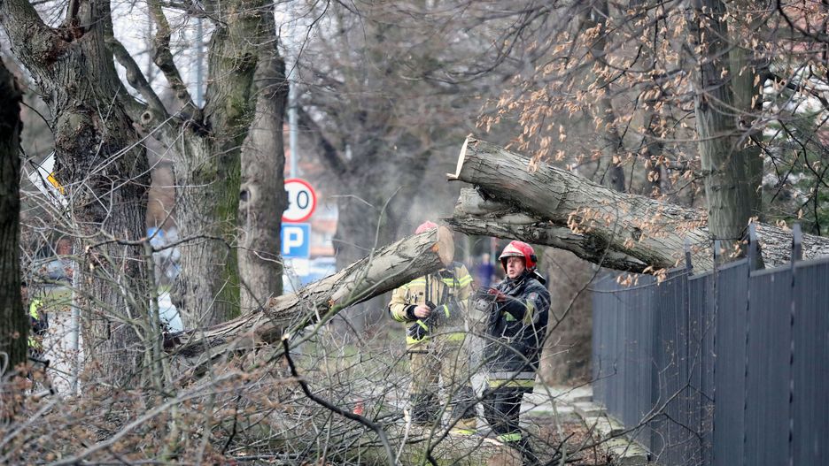 Pogoda. Burze. Strażacy usuwają zwalone drzewo po nawałnicy 