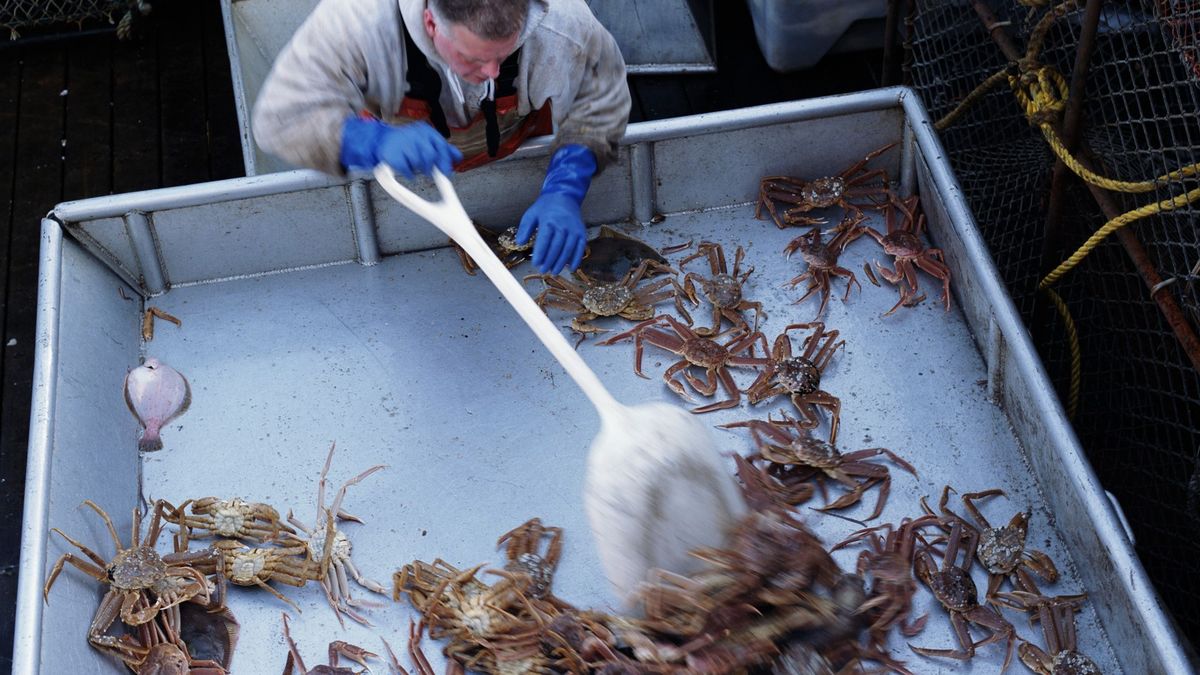 Alaska odwołała połowy kraba śnieżnego 