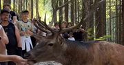 Turyści karmili w Tatrach jelenia. Nieprawdopodobne nagranie