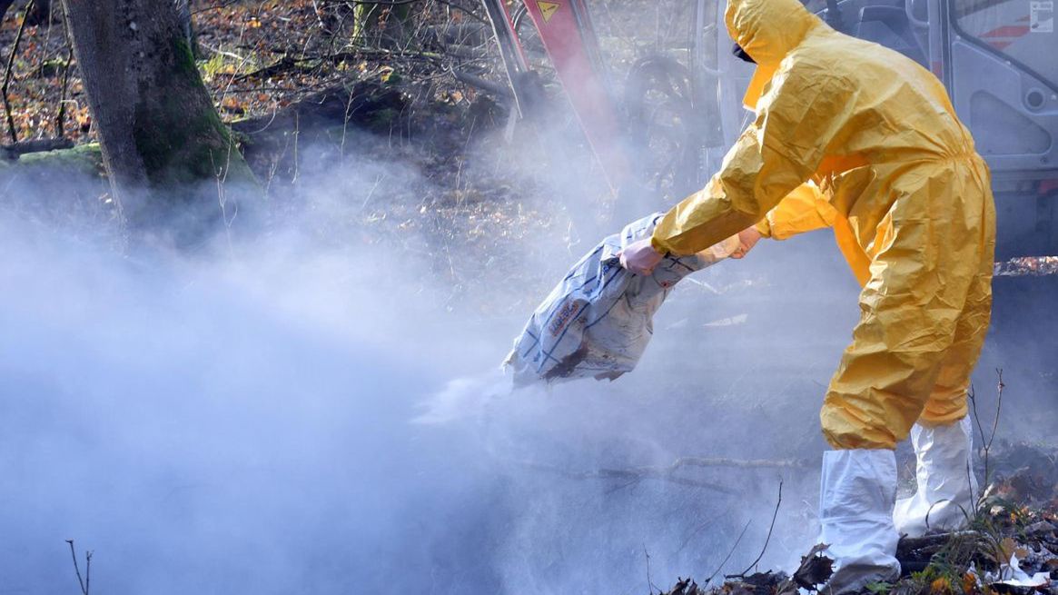 Nowe ogniska ASF w Polsce.