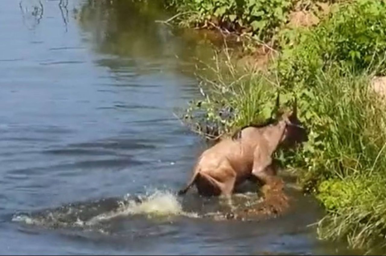 Gnu kontra krokodyl. Zaskakujący finał pojedynku