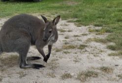 Koniec poszukiwań kangura. Luluś wrócił do domu