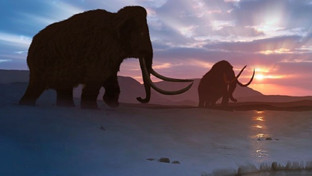 mamut