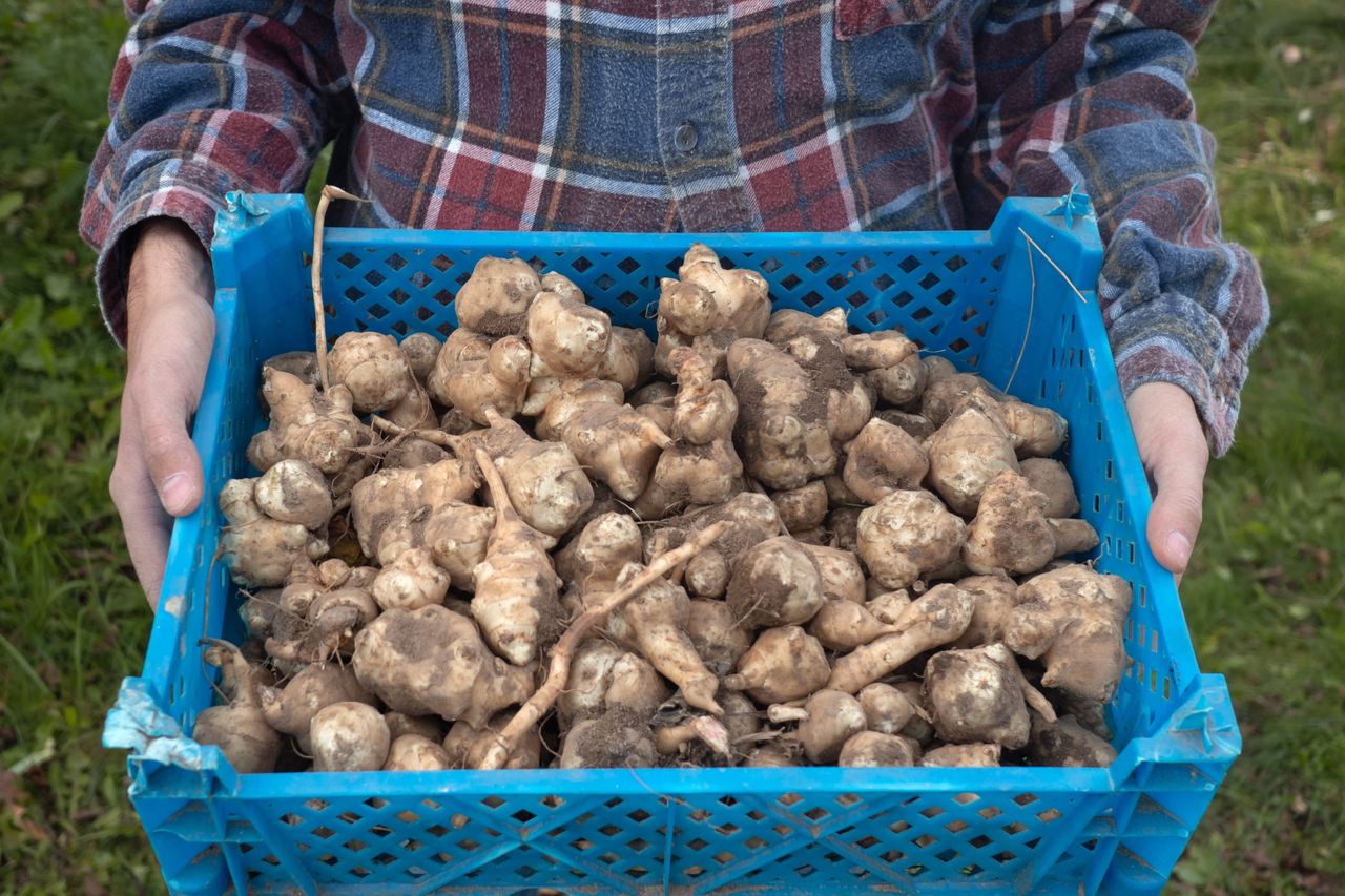 Jedno z najzdrowszych jesiennych warzyw. Polacy omijają, a może zastąpić ziemniaki