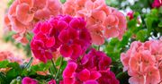 Inowrocław: Miasto rozdaje pelargonie, które dotychczas zdobiły skwery i ulice
