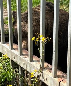 Przetrzymywał niedźwiedzia na swojej posesji. Jest zarzut dla 49-latka