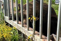 Przetrzymywał niedźwiedzia na swojej posesji. Jest zarzut dla 49-latka