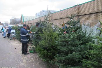 W święta złapiemy się za portfele. Tyle mogą kosztować choinki