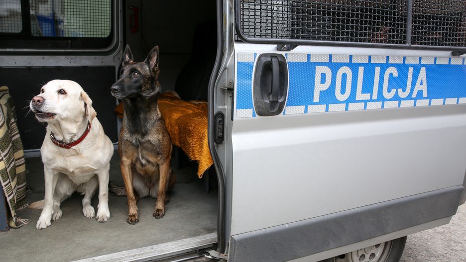 W polskiej policji służy około tysiąc psów. Pracują podczas patroli, zabezpieczeniu meczów czy akcji poszukiwania narkotyków i materiałów wybuchowych
