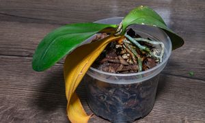 Wlej do doniczki. Storczyk będzie uginać się od kwiatów