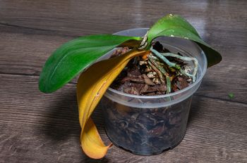 Wlej do doniczki. Storczyk wypuści dziesiątki pąków