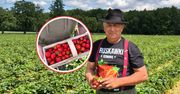 Poszliśmy na samozbiory. Pełne pole chętnych. Rolnik obniżył cenę