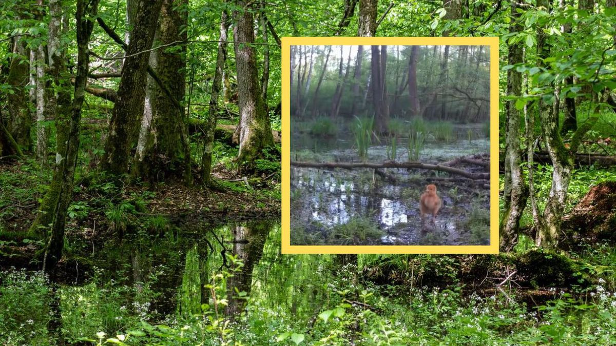 Rodzinne życie żurawi uchwycone przez fotopułapkę