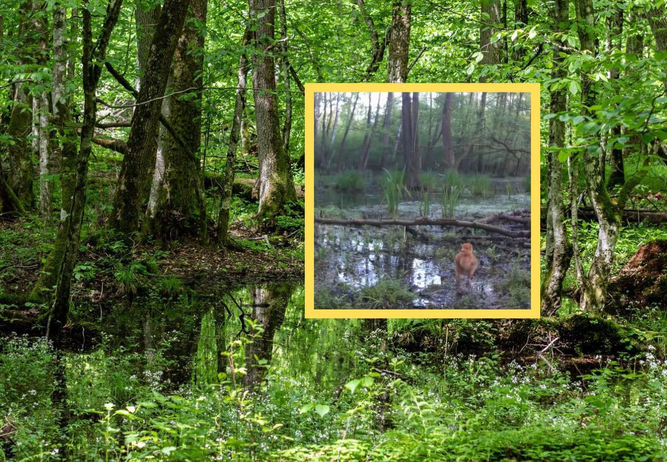 Rodzinne życie żurawi uchwycone przez fotopułapkę
