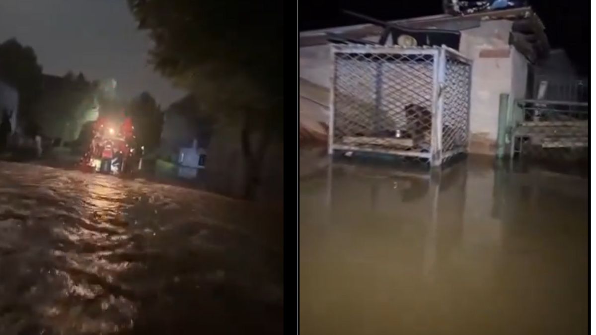 Strażacy ratują zwierzęta spod wody