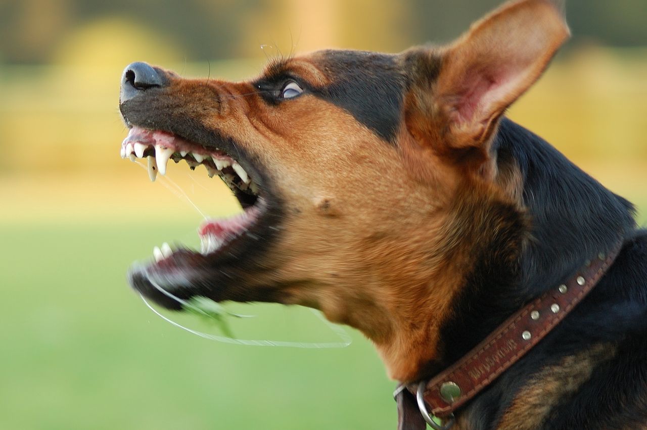 Znajomość mowy ciała psów pozwala uniknąć niebezpiecznych sytuacji