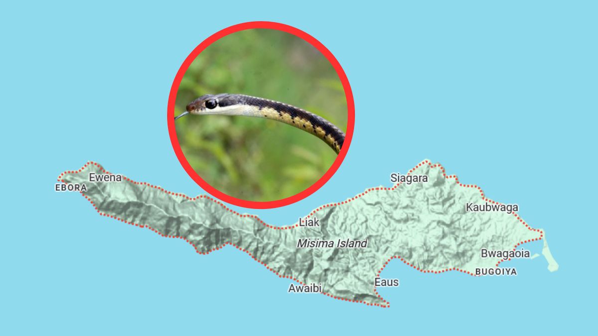 Nowy gatunek węża odkryto na wyspie Misima