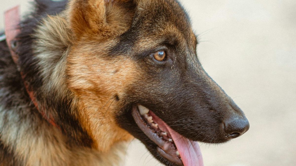 Dwa psy zaatakowały 71-letnią kobietę i jej psa