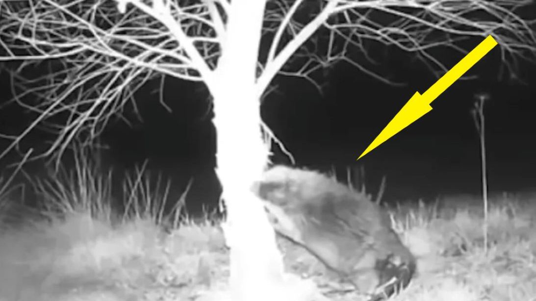 Zwierzę zostało uchwycone przez kamery monitoringu 