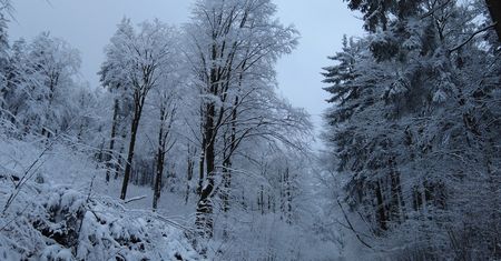 Leśnicy ostrzegają. Uważajcie na to podczas spacerów